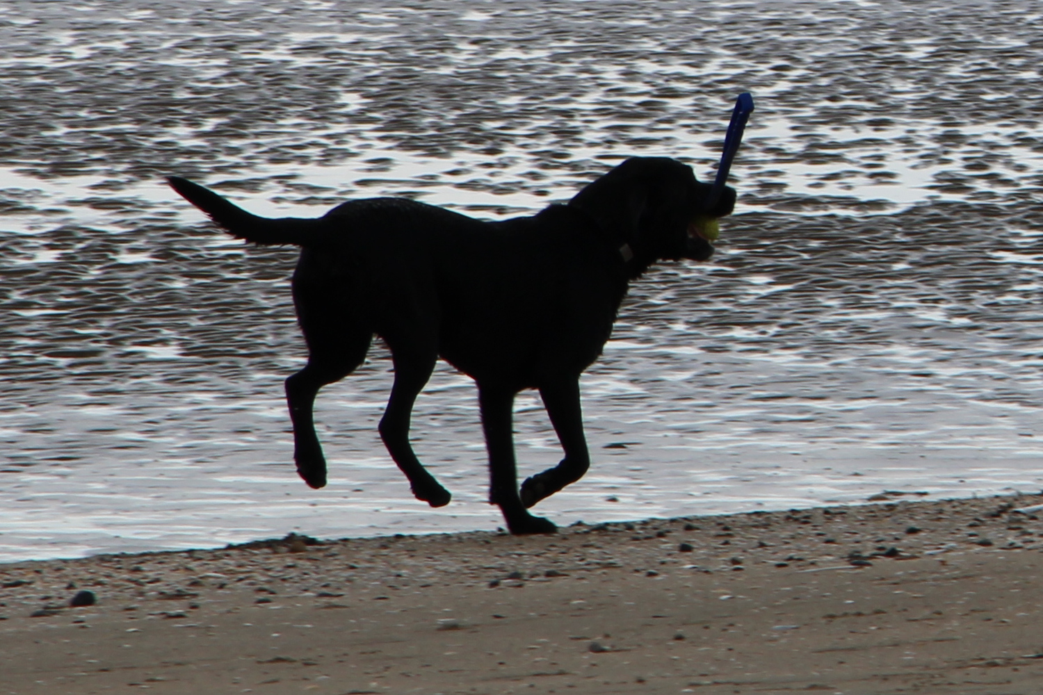 A dog on Sandymount strand