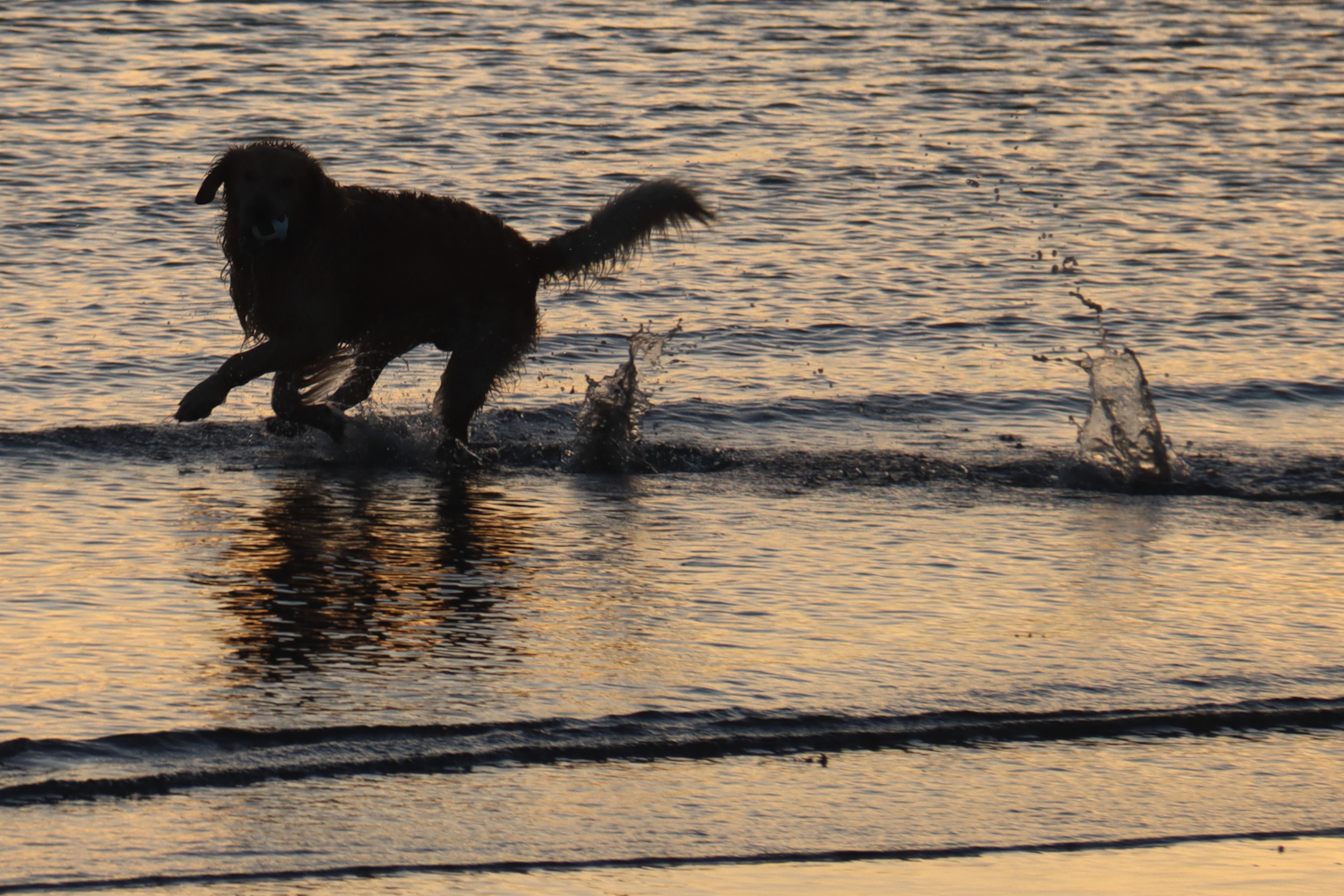 A dog playing in the sea on Sandymount strand.