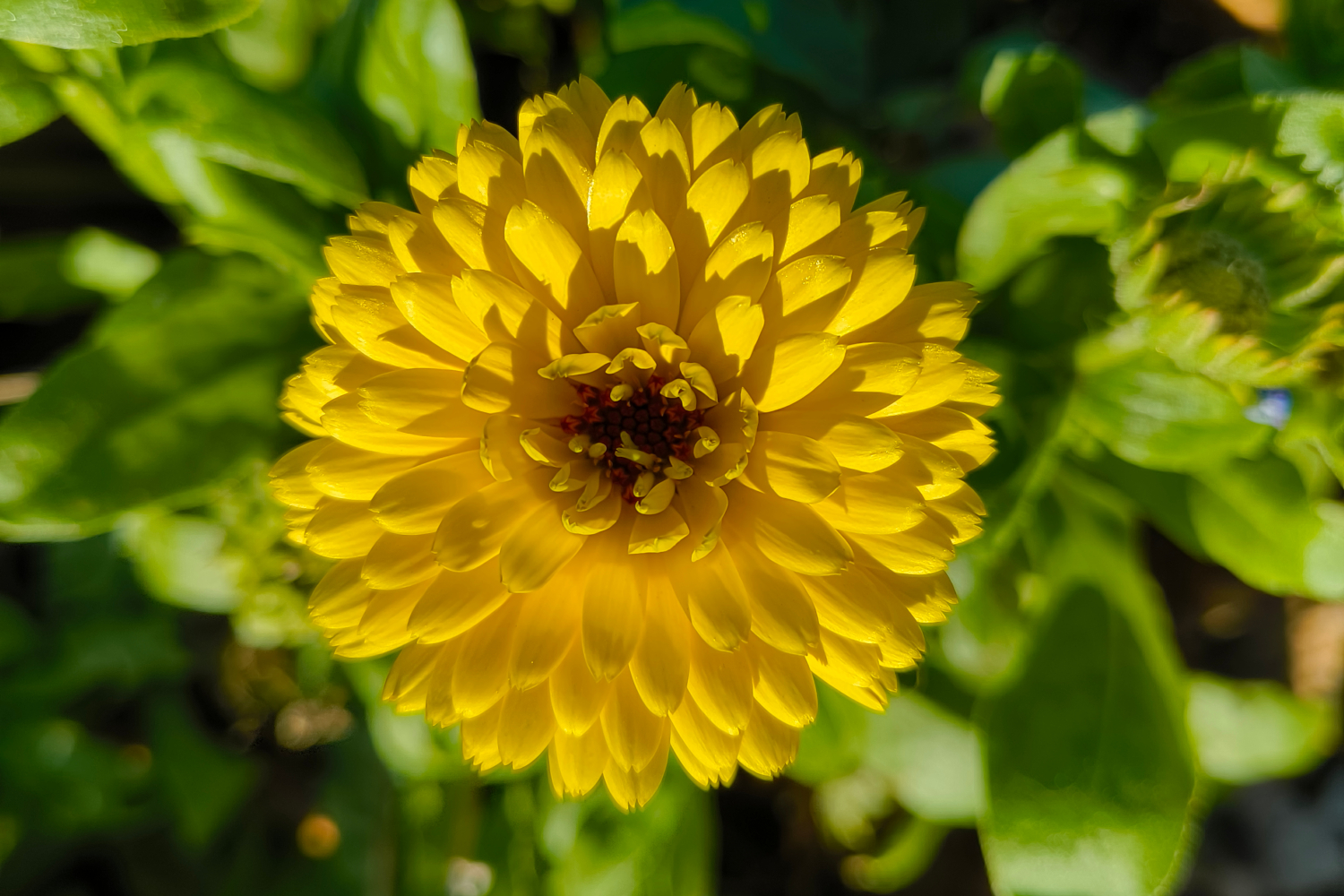 A picture of a yellow flower taken on a summer afternoon in Dublin